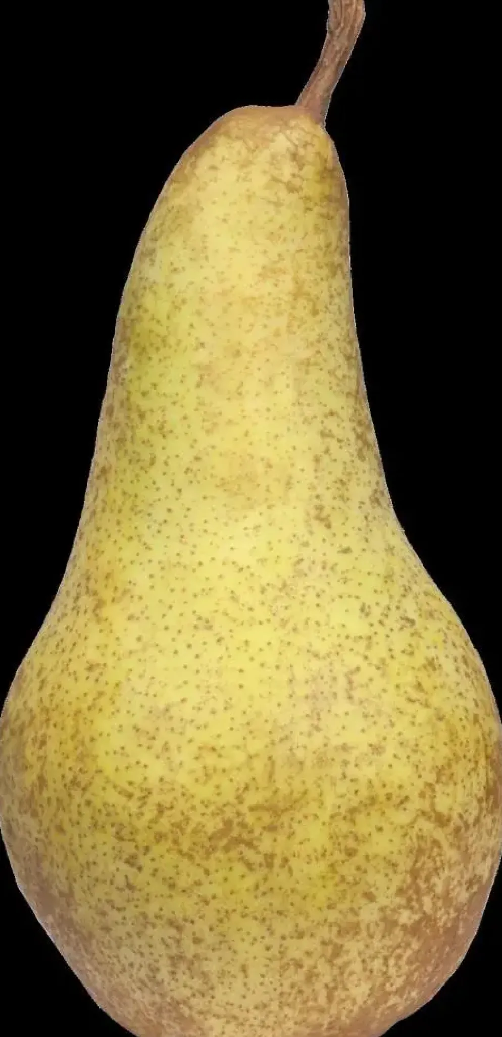 Pyrus communis 'Clapp’s Favourite' (Peer) fruitplant 160cm