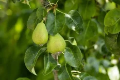 Pyrus communis 'Clapp’s Favourite' (Peer) fruitplant 160cm