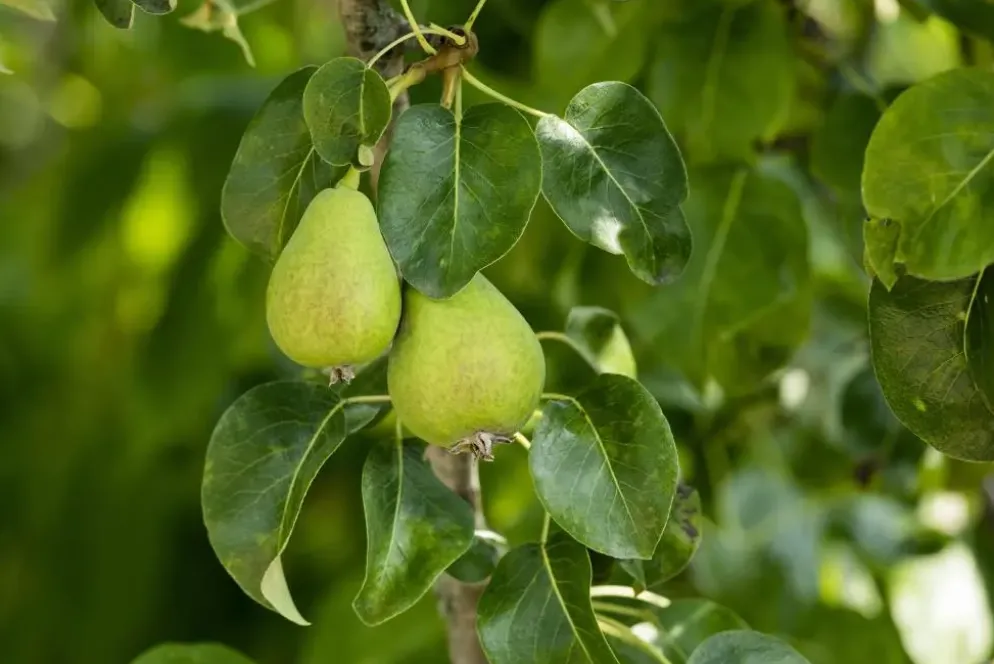 Pyrus communis 'Clapp’s Favourite' (Peer) fruitplant 160cm