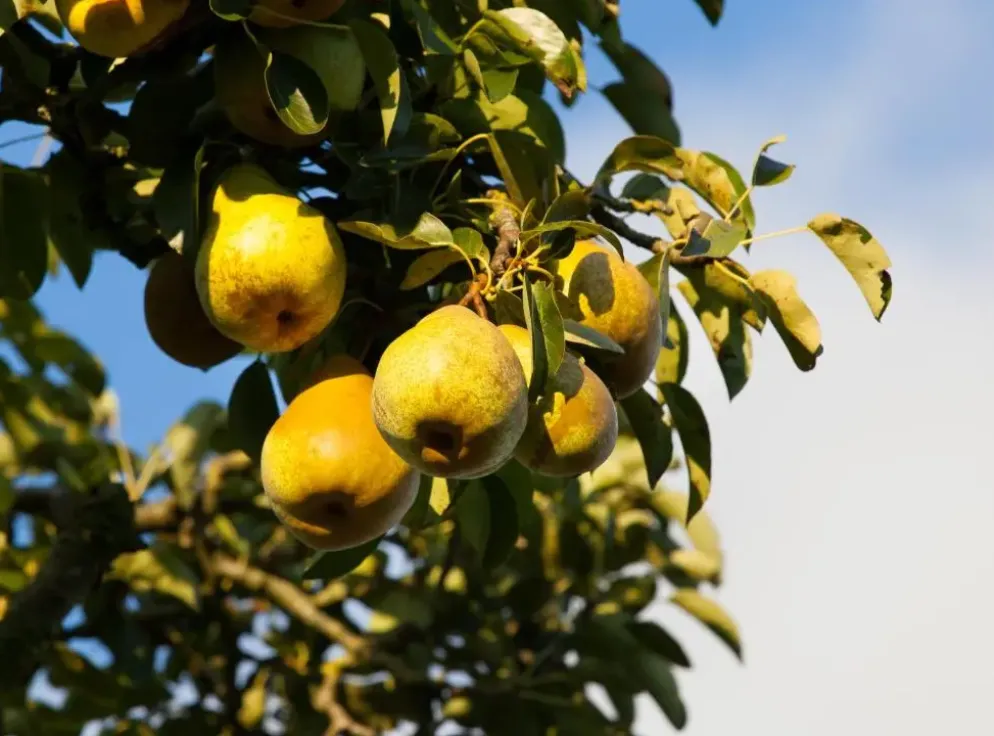 Pyrus communis 'Clapp’s Favourite' (Peer) fruitplant 160cm