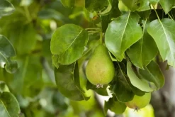 Pyrus communis 'Clapp’s Favourite' (Peer) fruitplant 160cm