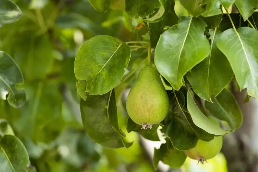 Pyrus communis 'Clapp’s Favourite' (Peer) fruitplant 160cm