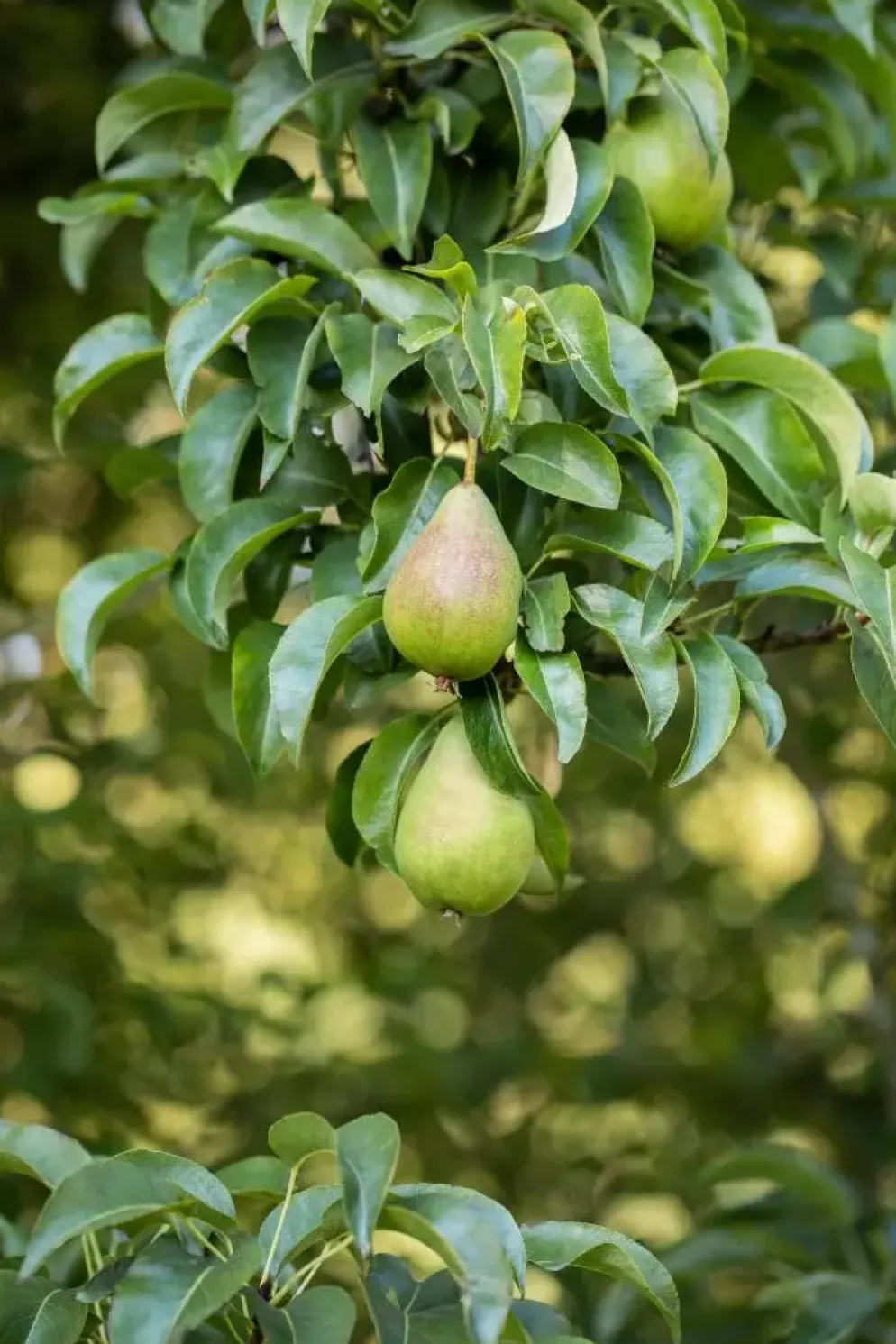 Pyrus communis 'Clapp’s Favourite' (Peer) fruitplant 160cm