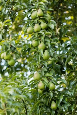 Pyrus communis 'Clapp’s Favourite' (Peer) fruitplant 160cm