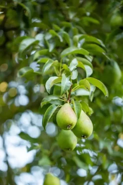 Pyrus communis 'Clapp’s Favourite' (Peer) fruitplant 160cm