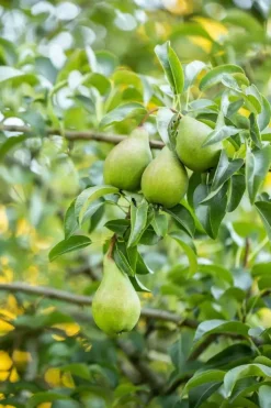 Pyrus communis 'Clapp’s Favourite' (Peer) fruitplant 160cm