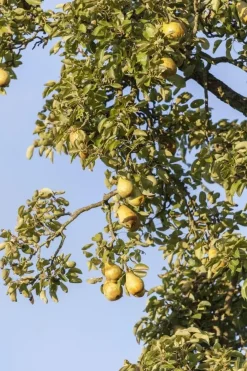 Pyrus communis 'Clapp’s Favourite' (Peer) fruitplant 160cm