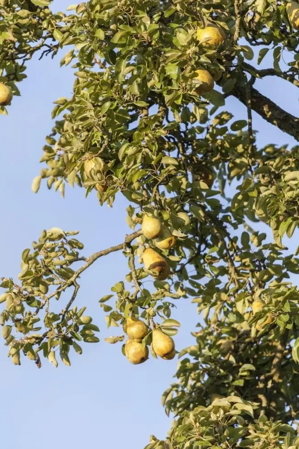 Pyrus communis 'Clapp’s Favourite' (Peer) fruitplant 160cm
