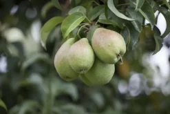 Pyrus communis 'Clapp’s Favourite' (Peer) fruitplant 160cm
