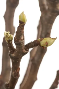 Pyrus communis 'Clapp’s Favourite' (Peer) fruitplant 160cm