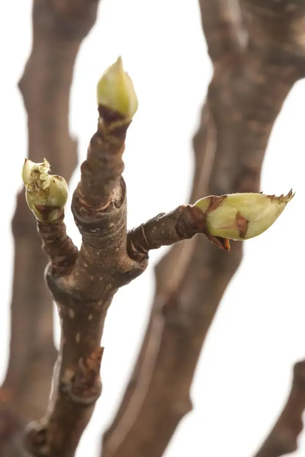 Pyrus communis 'Clapp’s Favourite' (Peer) fruitplant 160cm