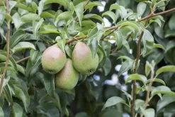 Pyrus communis 'Clapp’s Favourite' (Peer) fruitplant 160cm