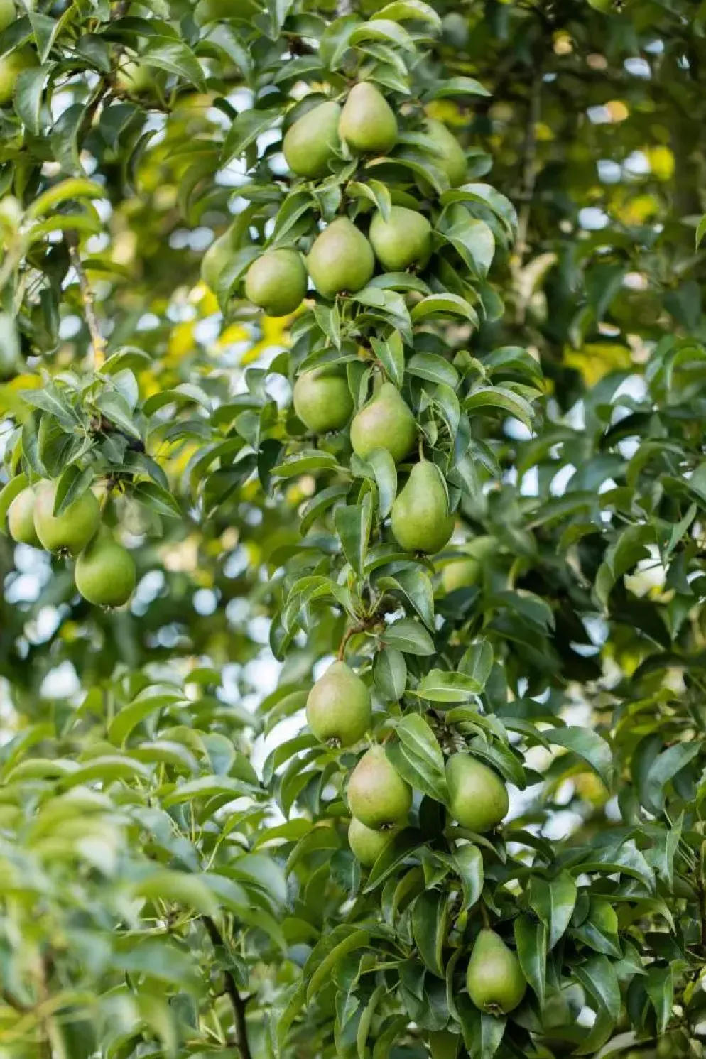Pyrus communis 'Clapp’s Favourite' (Peer) fruitplant 160cm