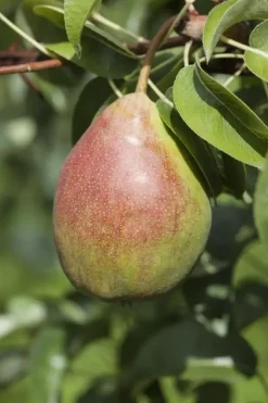 Pyrus communis 'Clapp’s Favourite' (Peer) fruitplant 160cm