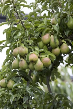 Pyrus communis 'Clapp’s Favourite' (Peer) fruitplant 160cm