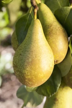 Pyrus communis 'Conference' (Eetpeer 'Conference')