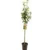 Pyrus communis 'Conference' (Peer) fruitplant 230cm