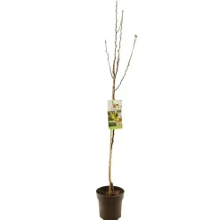 Pyrus communis 'Conference' (Peer) fruitplant 230cm