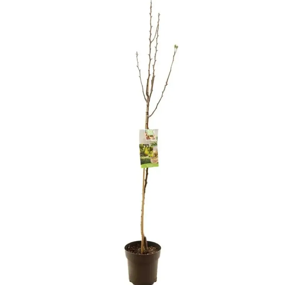 Pyrus communis 'Conference' (Peer) fruitplant 230cm