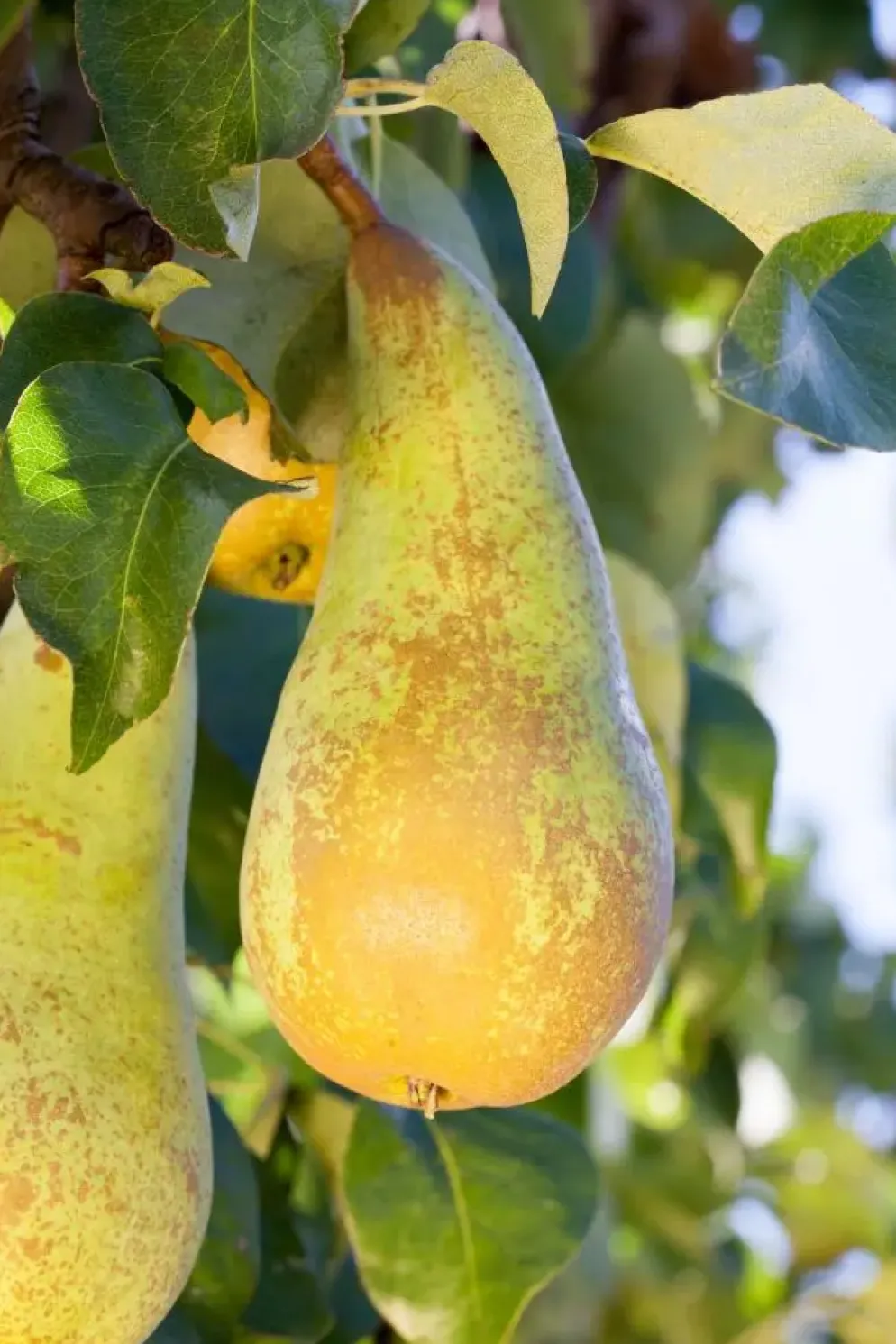 Pyrus communis 'Conference' (Peer) fruitplant 230cm
