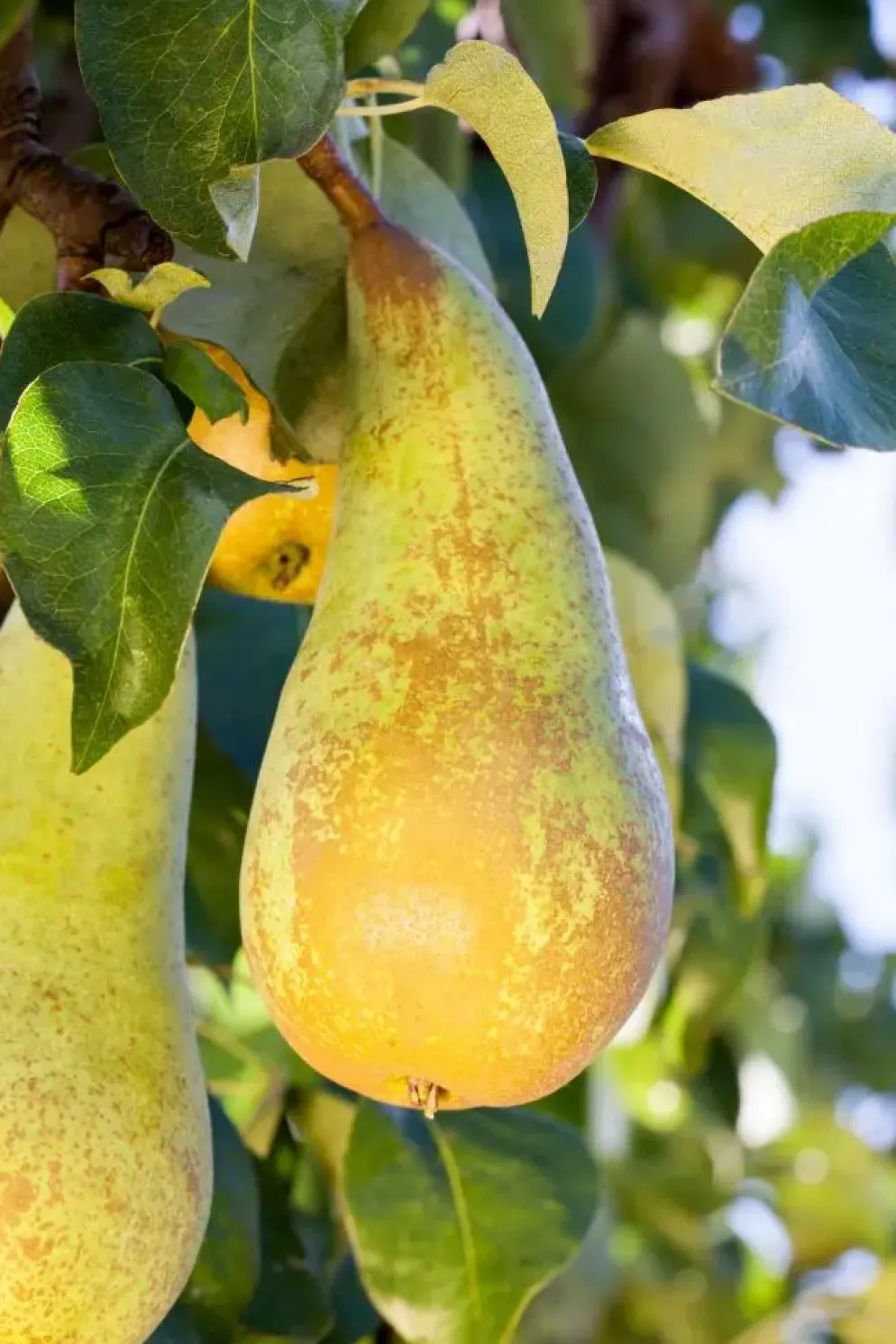 Pyrus communis 'Conference' (Peer) fruitplant 230cm