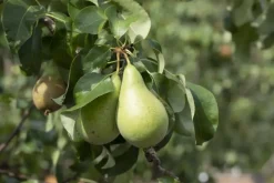 Pyrus communis 'Conference' (Peer) fruitplant 230cm