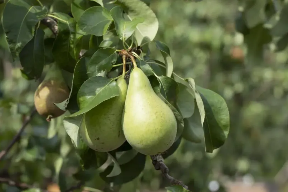 Pyrus communis 'Conference' (Peer) fruitplant 230cm