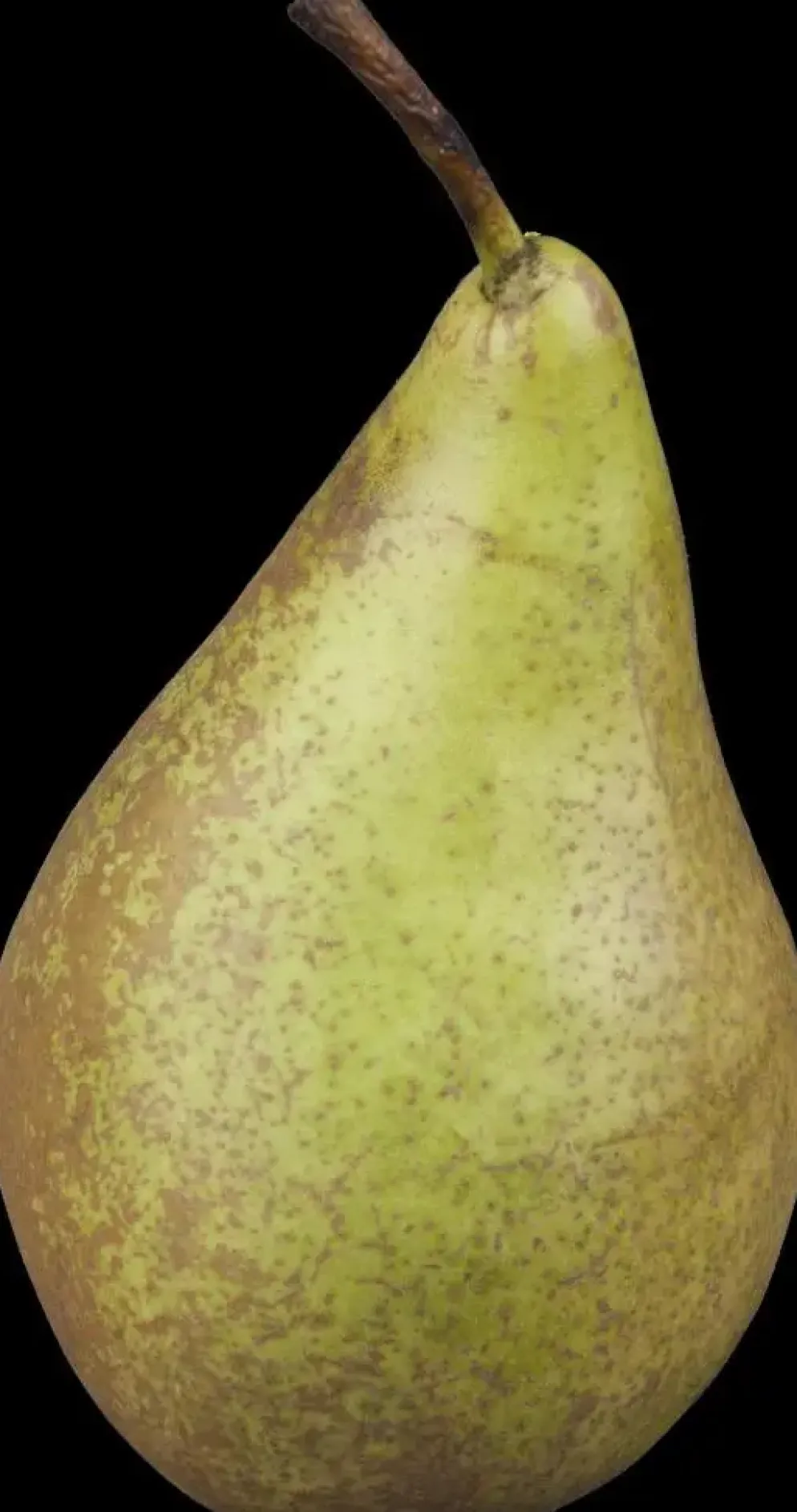 Pyrus communis 'Conference' (Peer) fruitplant 230cm