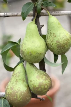 Pyrus communis 'Conference' (Peer) fruitplant 230cm