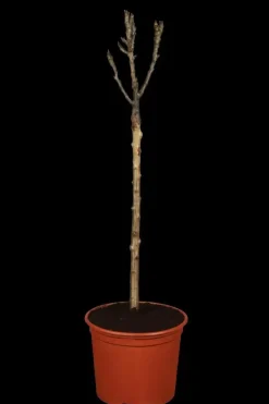 Pyrus communis 'Doyenné du Comice' (Peer) fruitplant 90cm