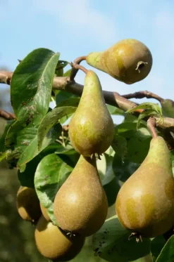 Pyrus communis 'Doyenné du Comice' (Peer) fruitplant 90cm