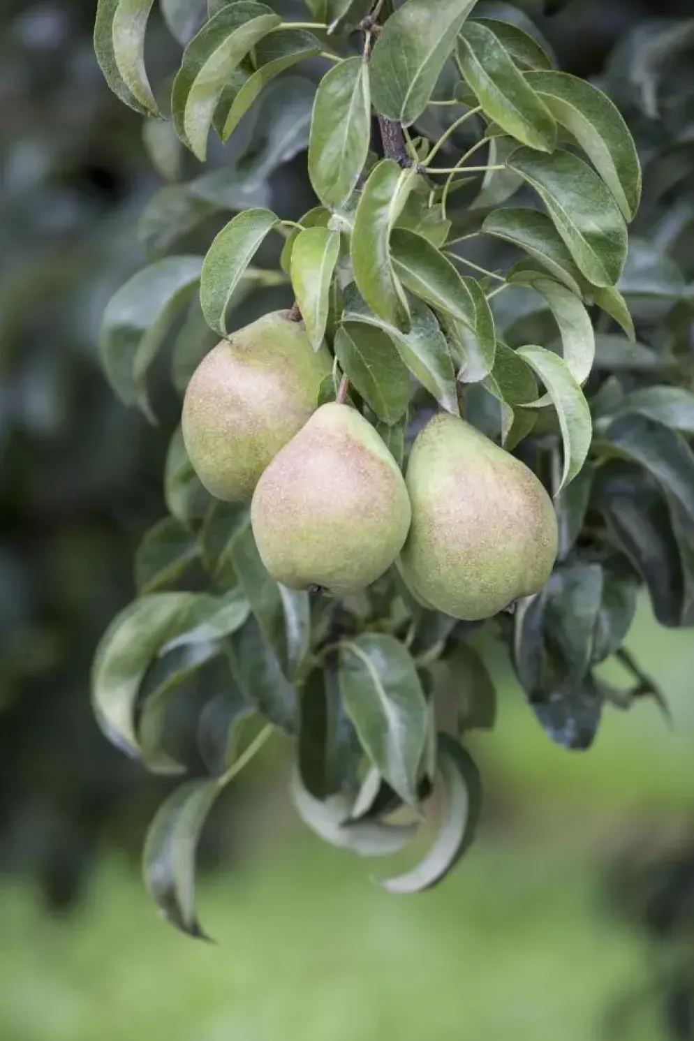 Pyrus communis 'Doyenné du Comice' (Peer) fruitplant 90cm