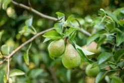 Pyrus communis 'Doyenné du Comice' (Peer) fruitplant 90cm