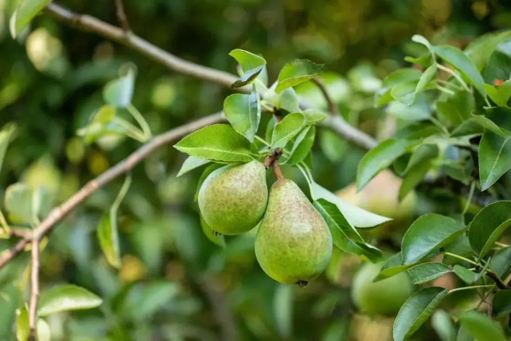 Pyrus communis 'Doyenné du Comice' (Peer) fruitplant 90cm