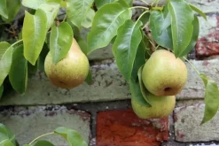 Pyrus communis 'Doyenné du Comice' (Peer) fruitplant 90cm