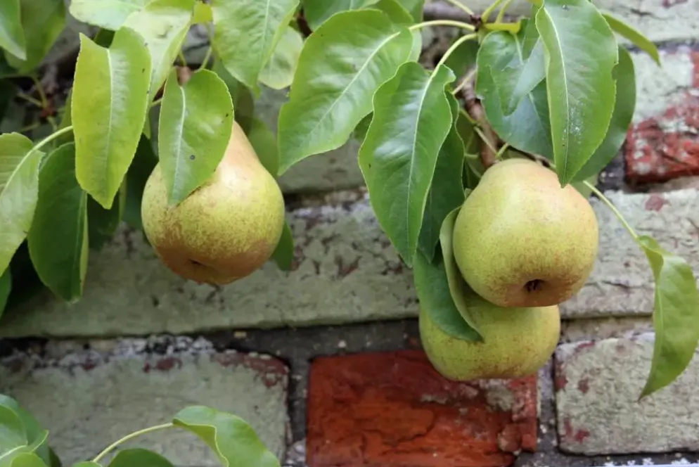 Pyrus communis 'Doyenné du Comice' (Peer) fruitplant 90cm