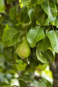 Pyrus communis 'Doyenné du Comice' (Peer) fruitplant 90cm