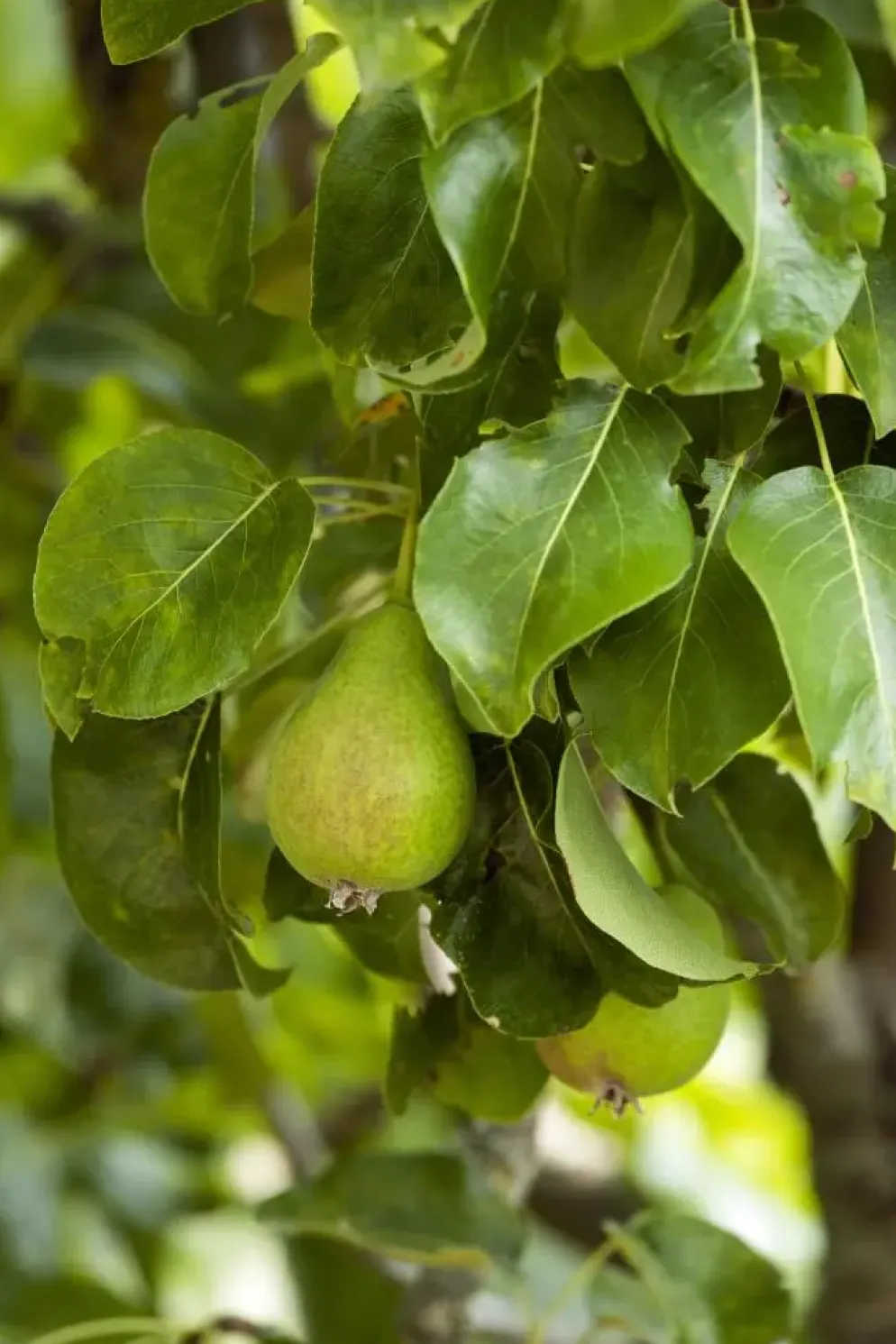 Pyrus communis 'Doyenné du Comice' (Peer) fruitplant 90cm