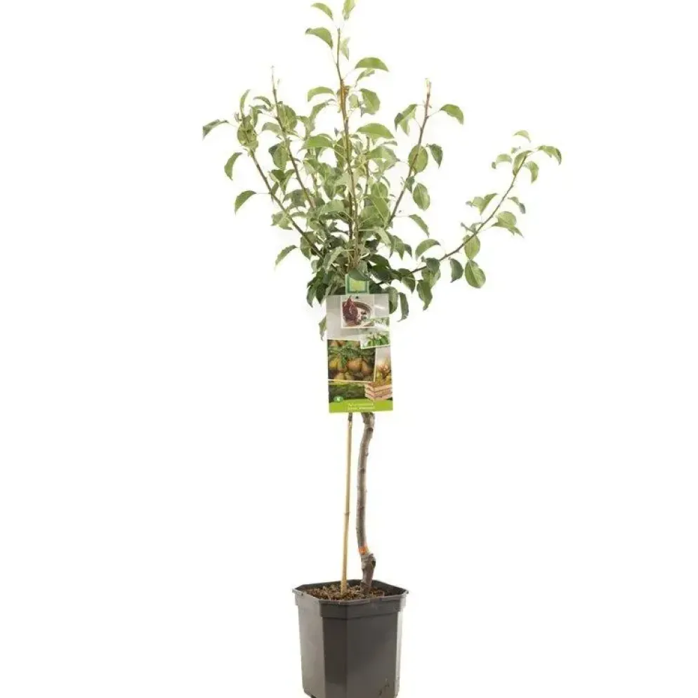 Pyrus communis 'Gieser Wildeman' (Peer) fruitplant 160cm