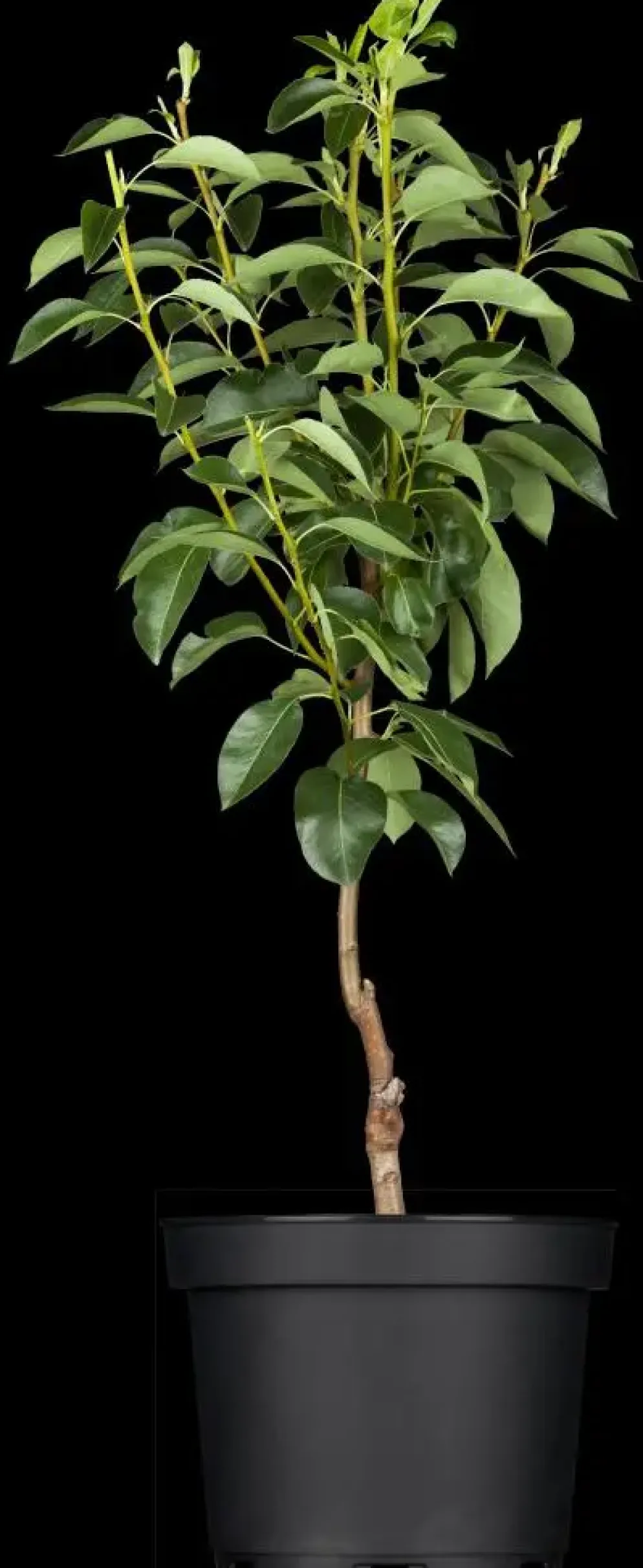Pyrus communis 'Gieser Wildeman' (Peer) fruitplant 160cm