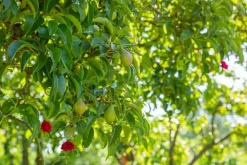 Pyrus communis 'Gieser Wildeman' (Peer) fruitplant 230cm