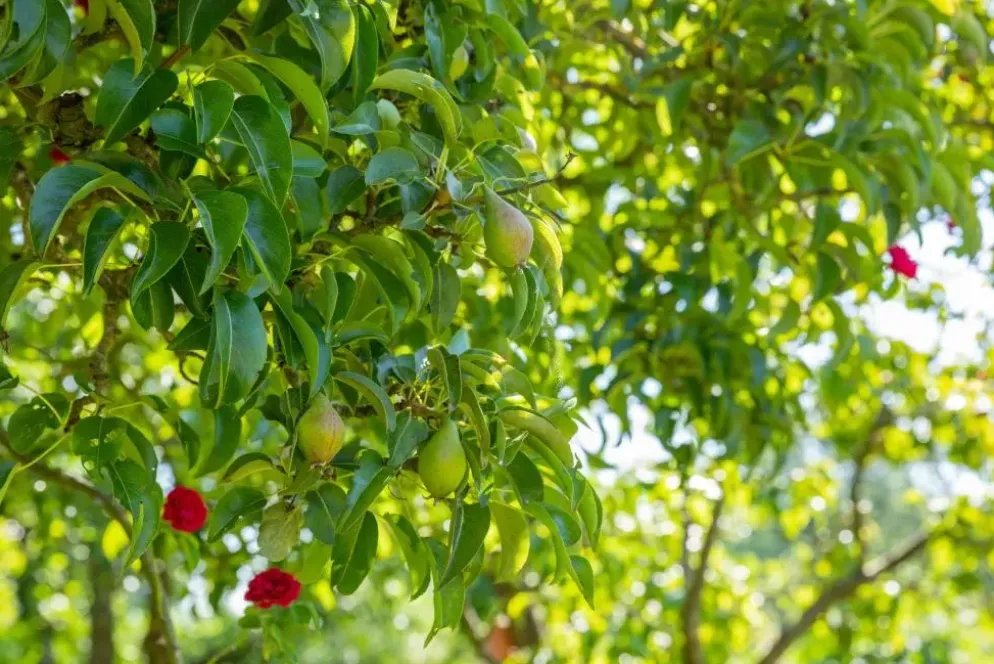 Pyrus communis 'Gieser Wildeman' (Peer) fruitplant 230cm