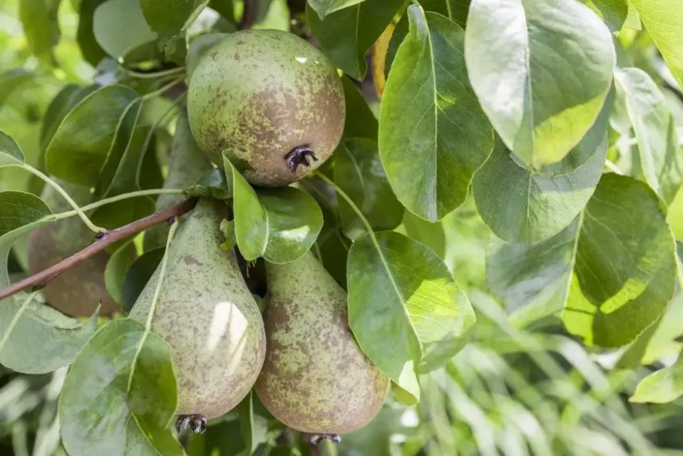 Pyrus communis 'Gieser Wildeman' (Peer) fruitplant 230cm