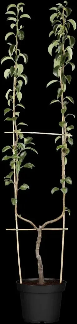 Pyrus communis 'Williams' (Peer) fruitplant 160cm