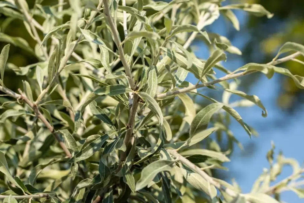 Pyrus salicifolia 'Pendula' (Sierpeer 'Pendula')