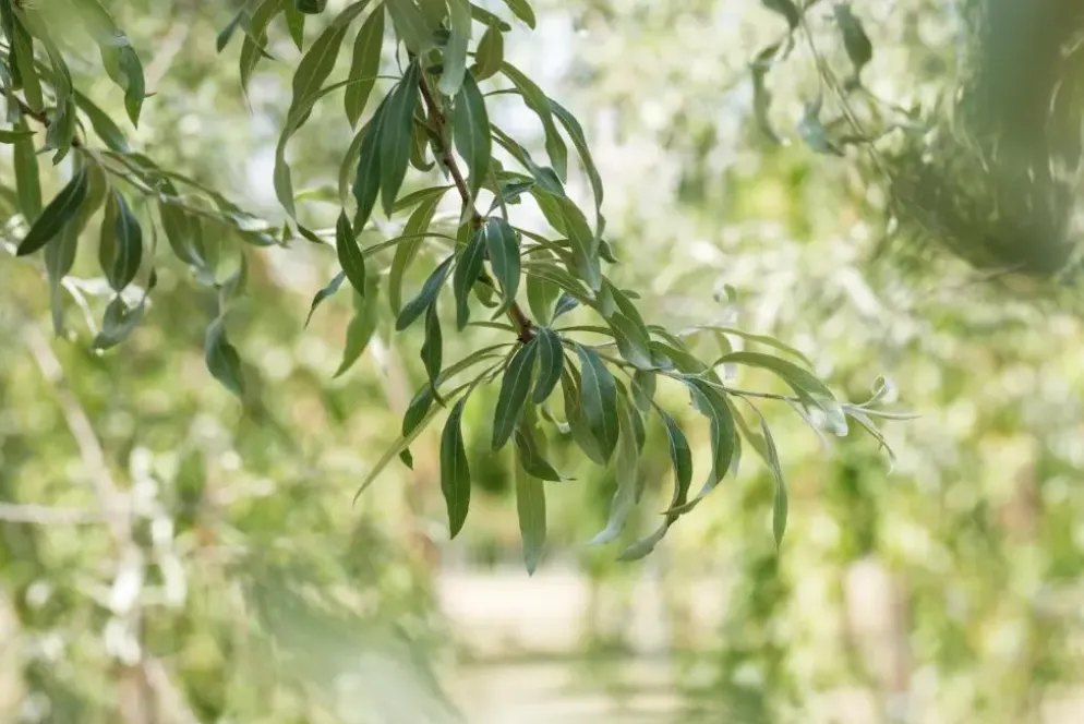 Pyrus salicifolia 'Pendula' (Sierpeer 'Pendula')