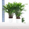 Rhapis excelsa p17