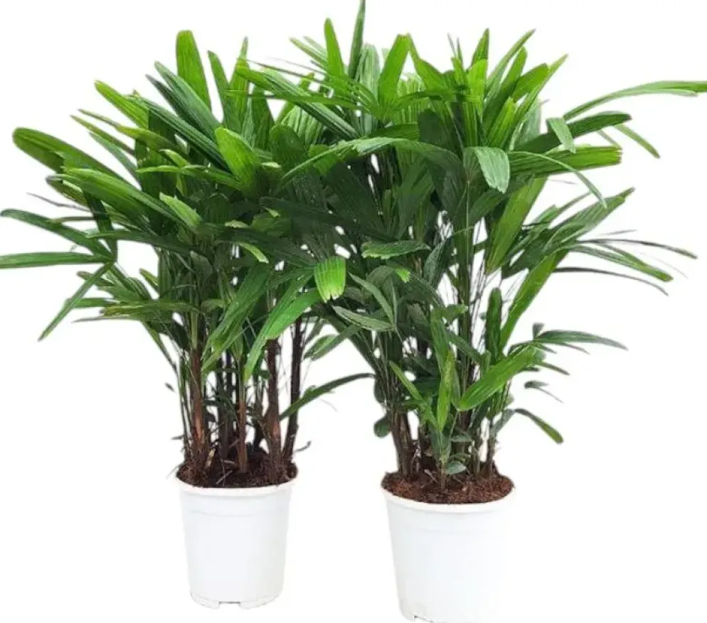 Rhapis excelsa p17