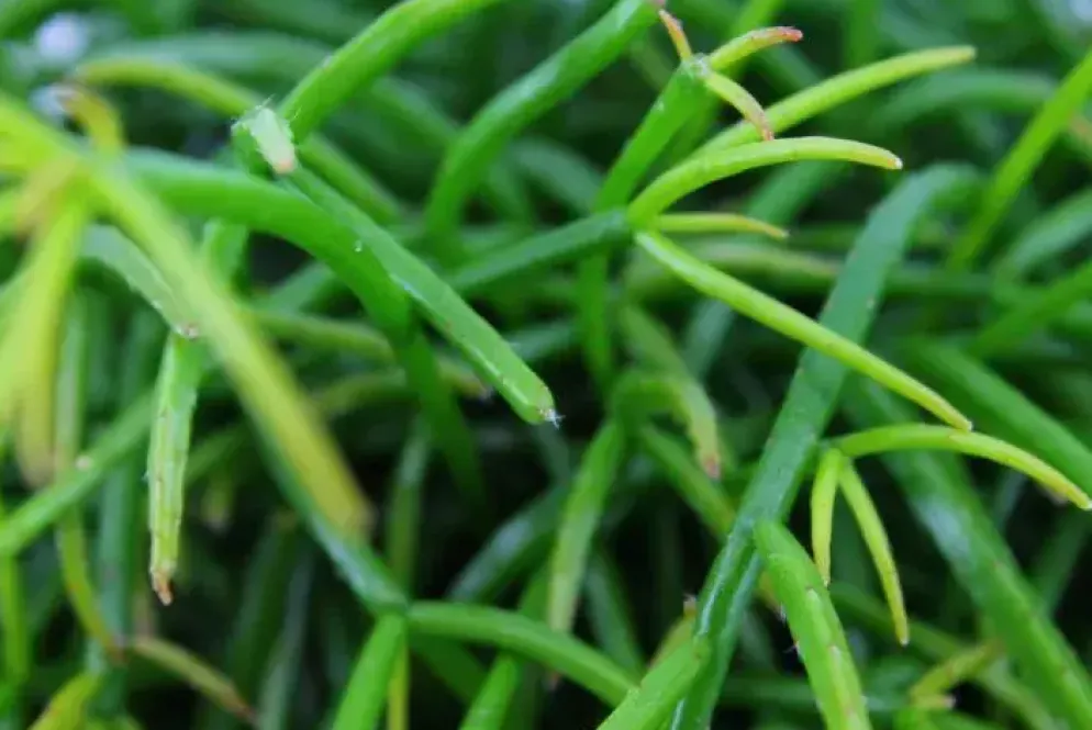 Rhipsalis cashero (Koraalcactus) 20cm