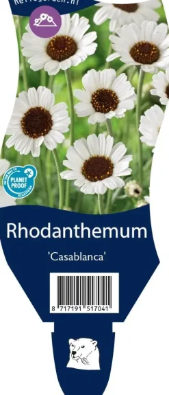Rhodanthemum (Margriet)